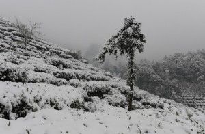 Snow on Longjing Dragonwell fields