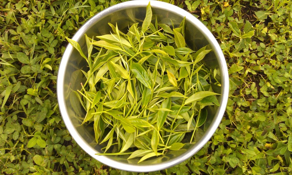 fresh tea leaves