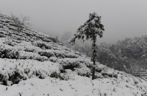 snow on longjing dragonwell fields 2013